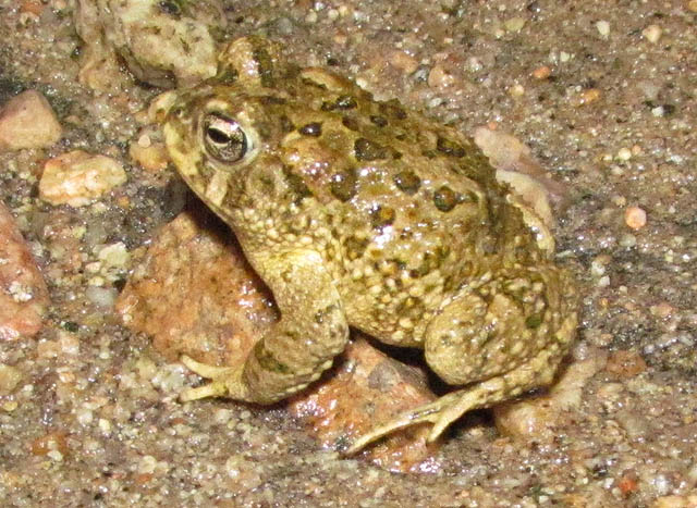 Arroyo Toad