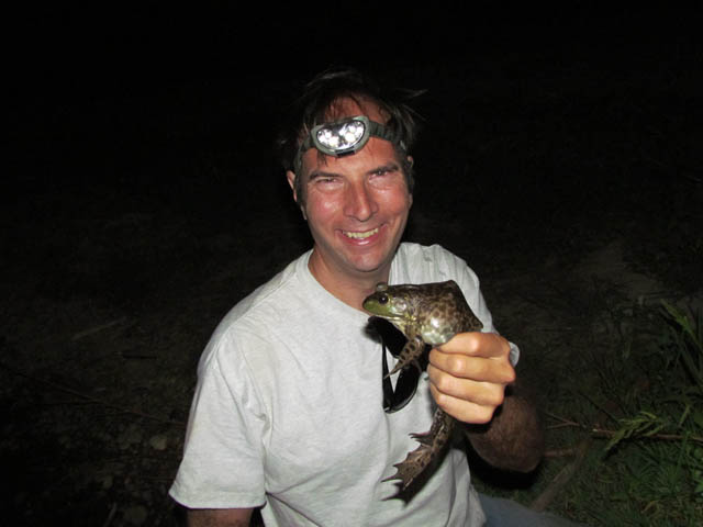 American Bullfrog