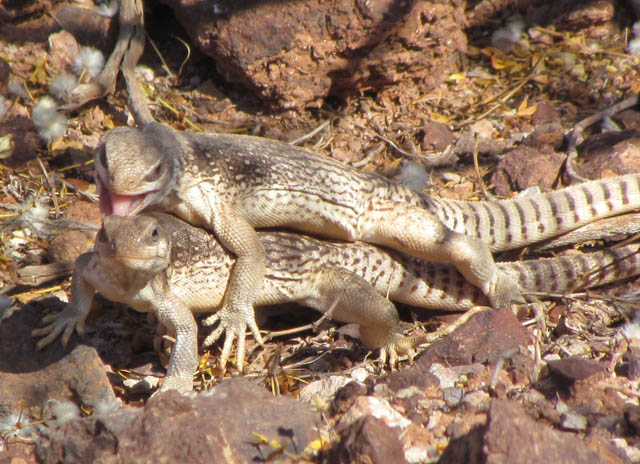 Desert Iguana