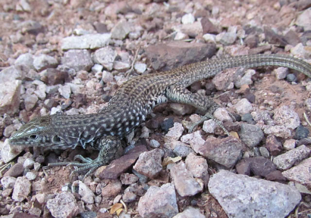 Western Whiptail