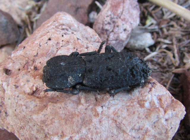 Diabolical Ironclad Beetle