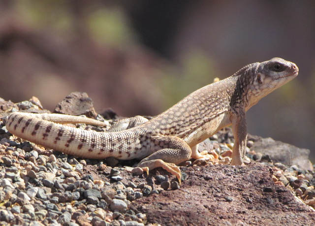 Desert Iguana