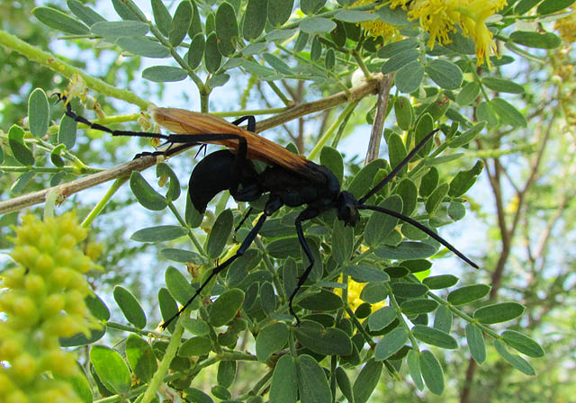 Tarantula Hawk