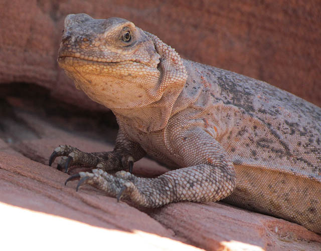 Chuckwalla