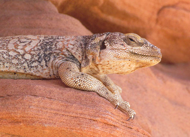 Chuckwalla