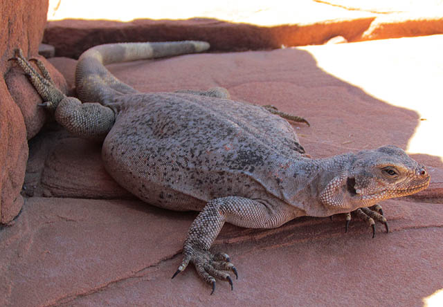 Chuckwalla