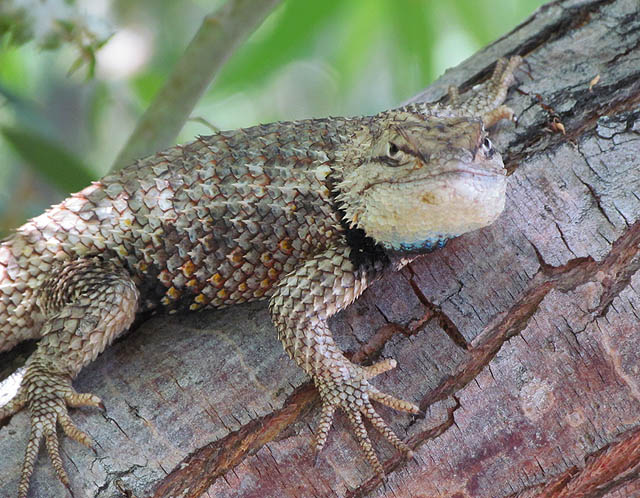 Desert Spiny Lizard