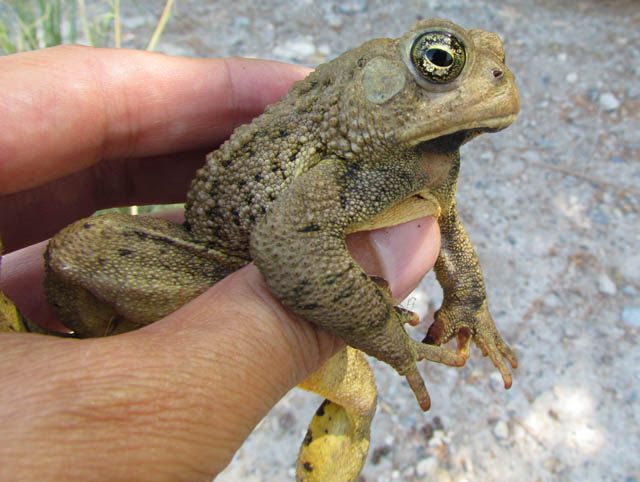 Woodhouse's Toad