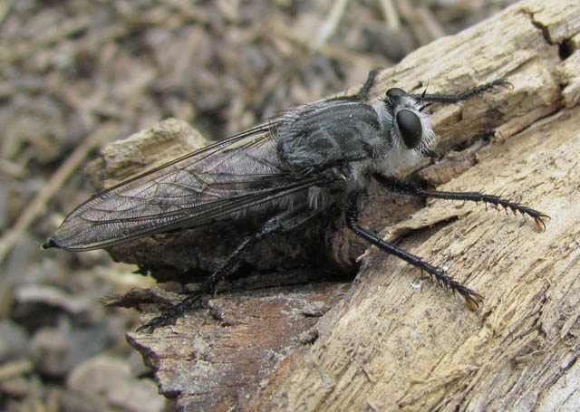 Robberfly