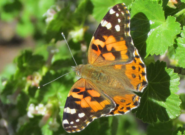 Painted Lady