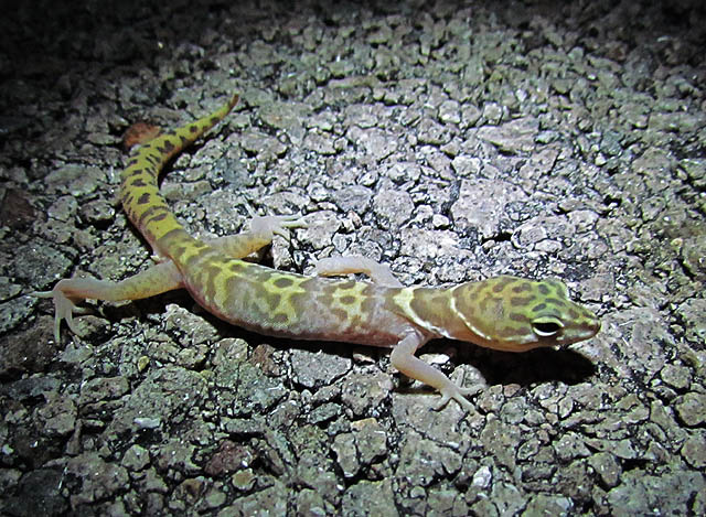 Desert Banded Gecko