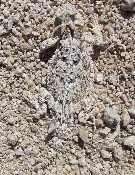 Desert Horned Lizard