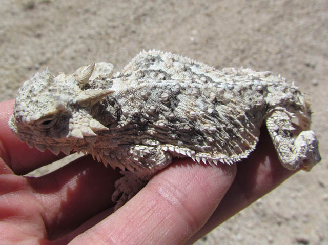 Desert Horned Lizard