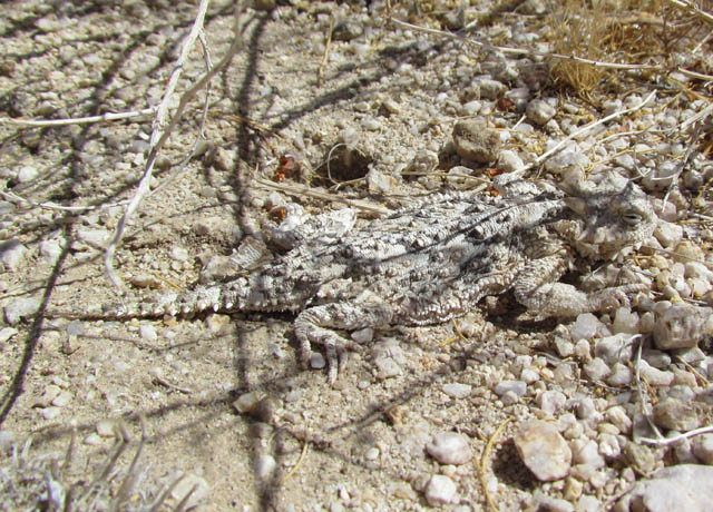 Desert Horned Lizard