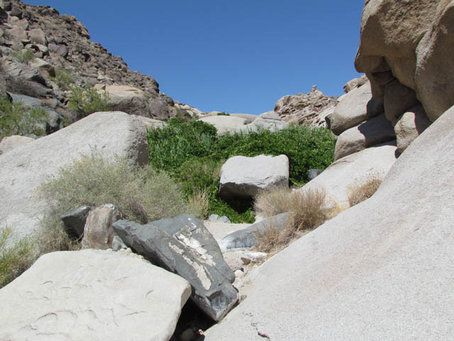 Chuckwalla habitat