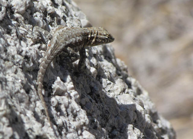 Side-blotched Lizard