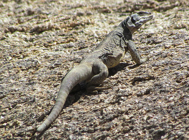 Chuckwalla