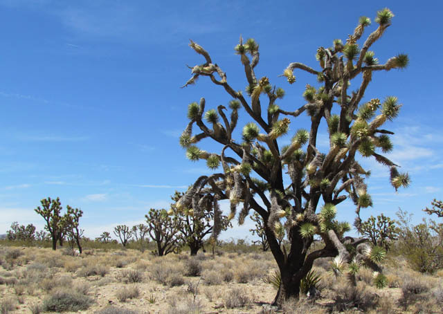 Joshua Tree preserve.