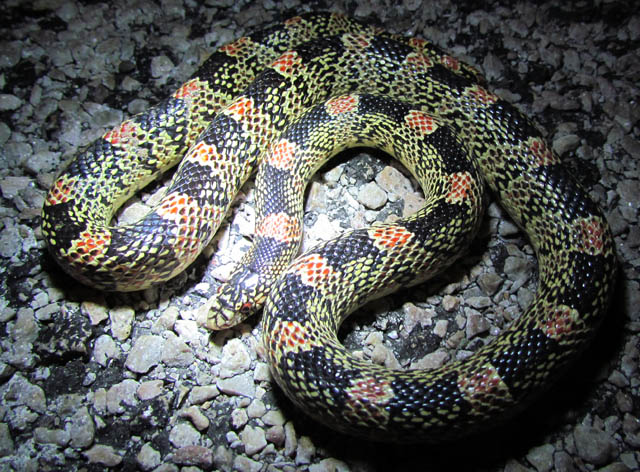 Longnose Snake