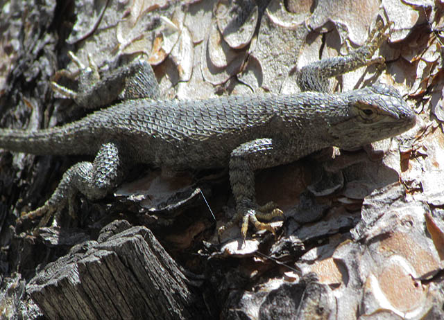 Great Basin Fence Lizard