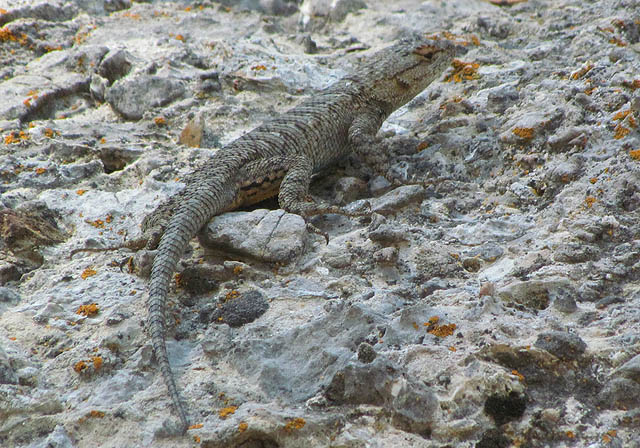 Great Basin Fence Lizard