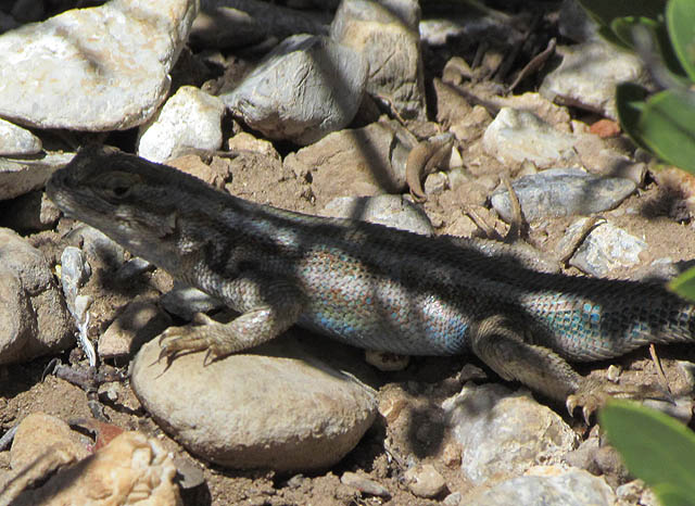 Male Sagebrush Lizard