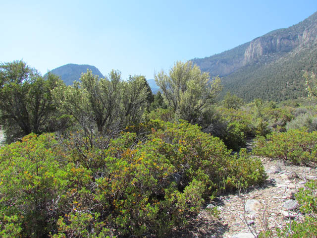 Sagebrush Lizard Habitat