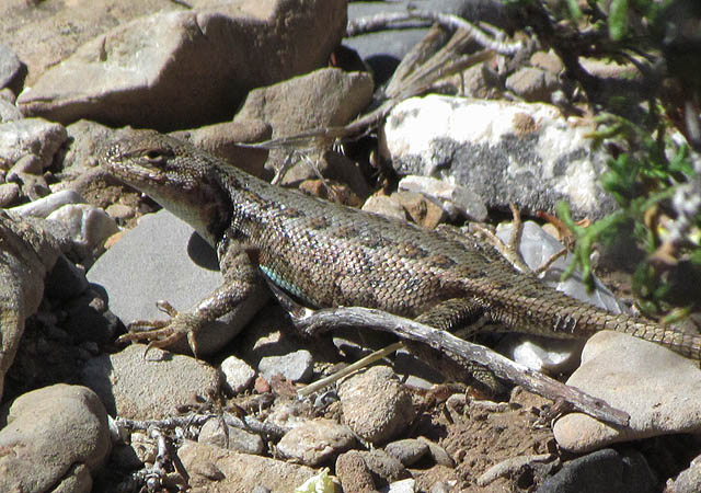 Female Sagebrush Lizard