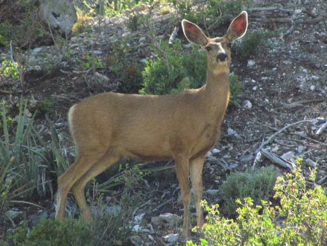 Mule Deer