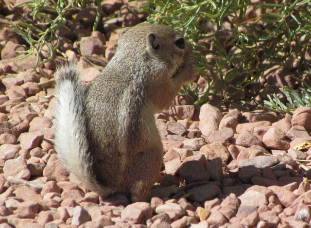 Antelope Ground Squirrel