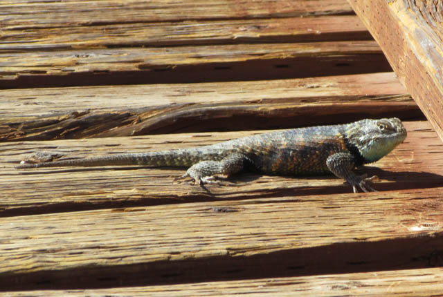 Spiny Lizard