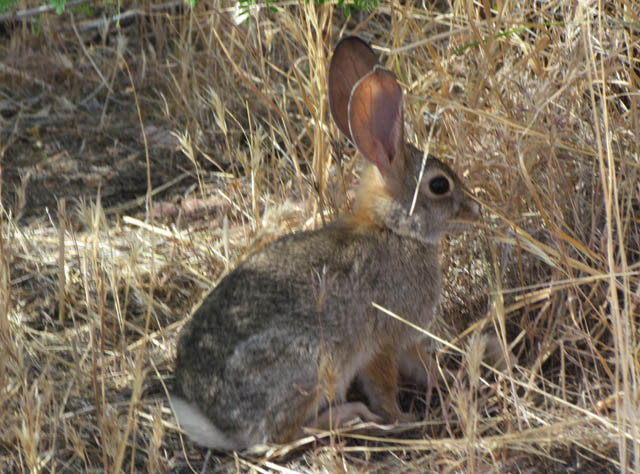 Desert Cottontail