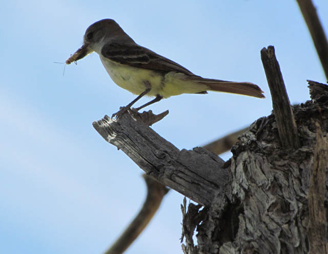 Western Kingbird