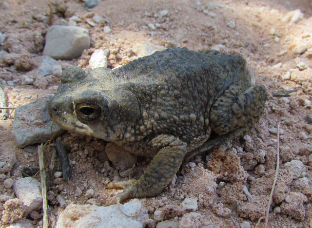 Red-spotted Toad