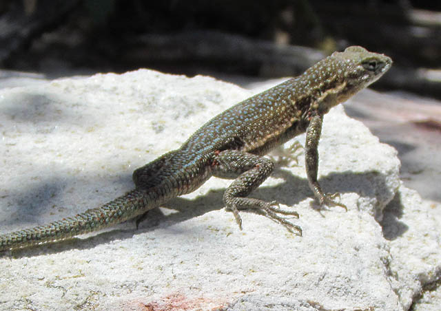 Side-blotched Lizard