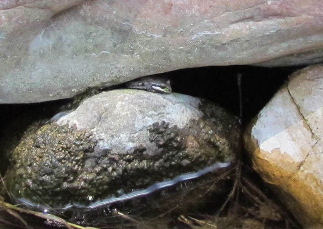 Baja California Treefrog