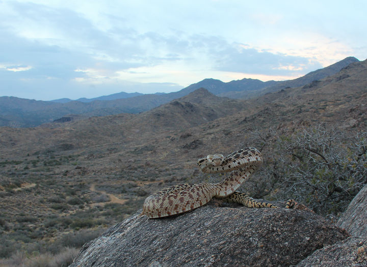 Gopher Snake