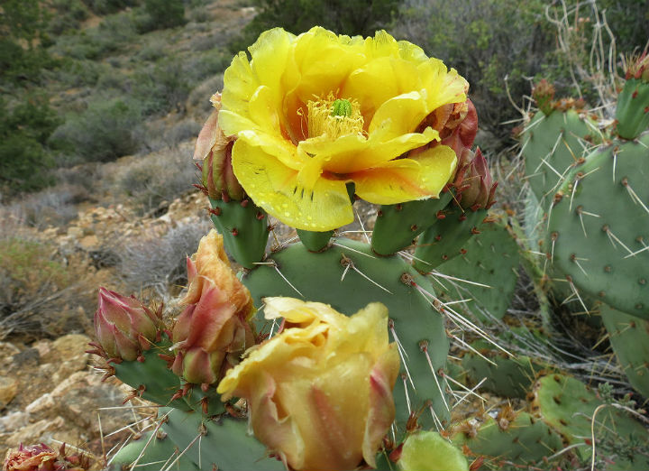 Prickly Pear Cactus