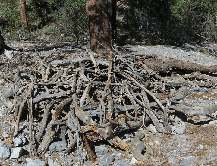 Branch Cave