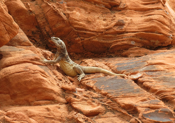 Chuckwalla