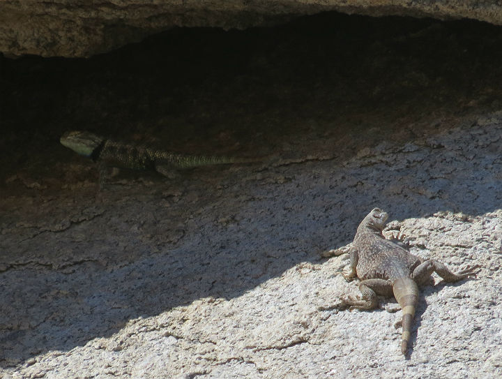 Spiny Lizard and Chuckwalla