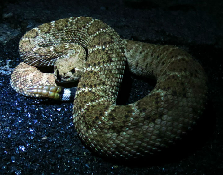 Western Diamondback Rattlesnake