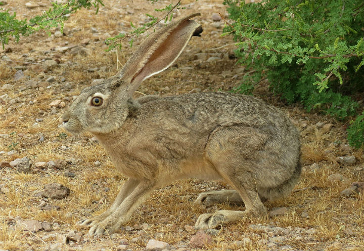 Black-tailed Jackrabbit