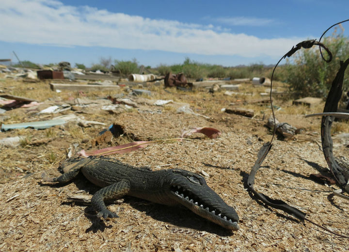 Junkyard herping