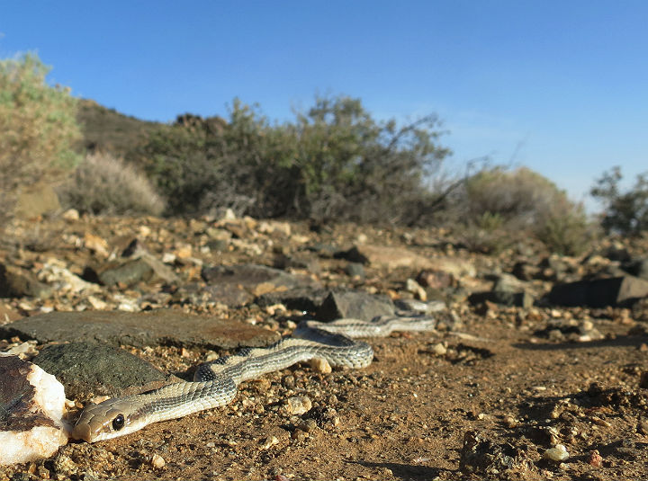 Patchnose Snake