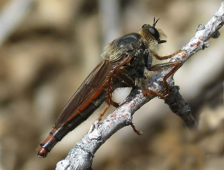 Robberfly