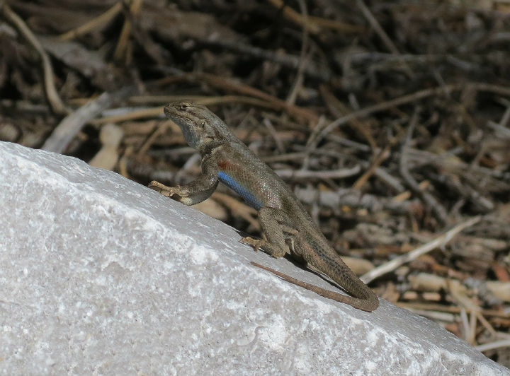 Sagebrush Lizard