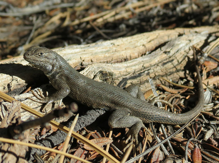 Female Sagebrush Lizard