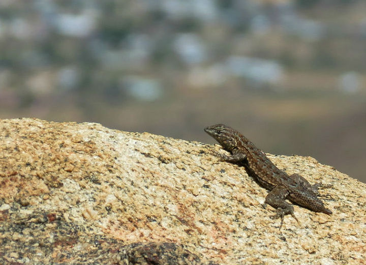 Side-blotched Lizard