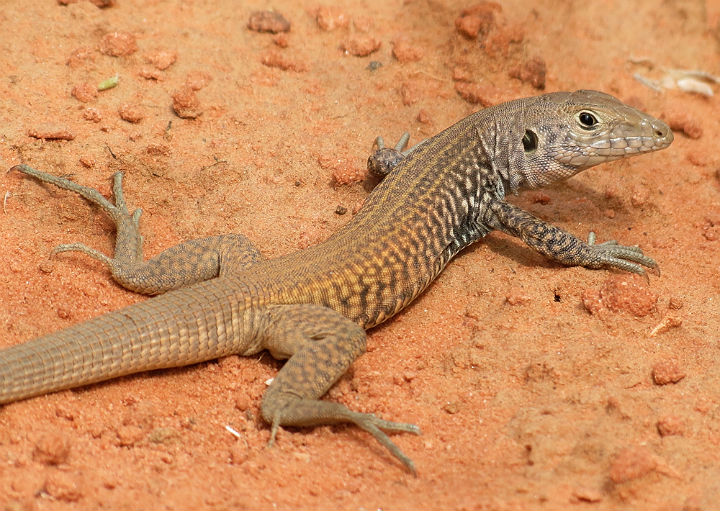 Western Whiptail